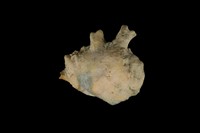 藏品(金口岩螺)的圖片